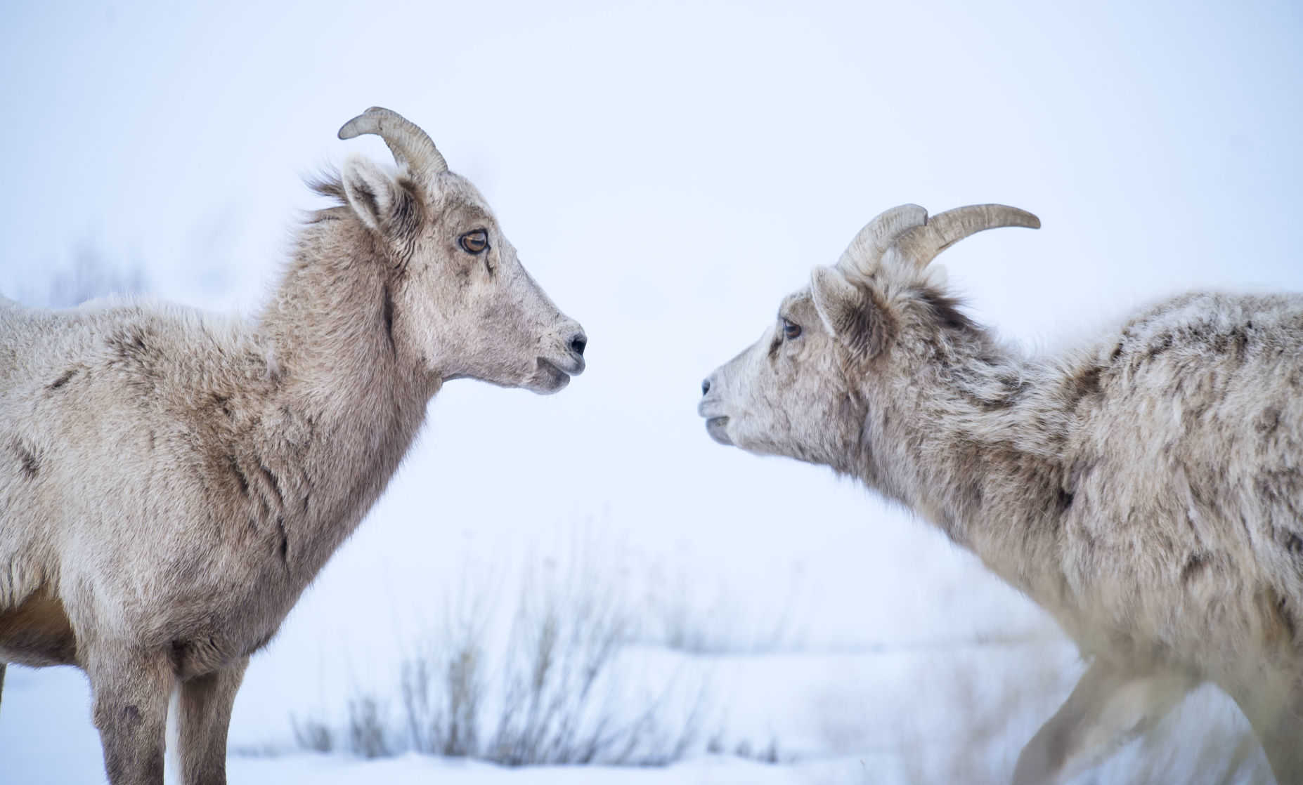Big horn sheep